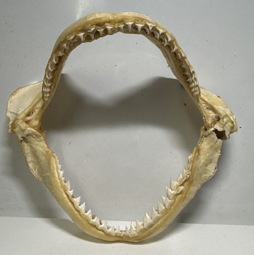 Genuine sand tiger shark - sand,