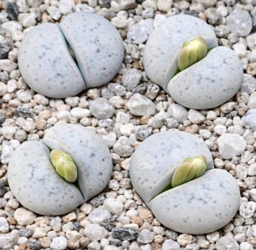 Lithops pseudotruncatella var