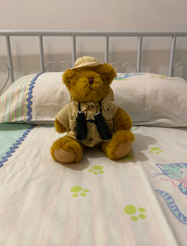 The teddy bear collection - the,