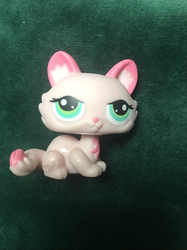 Petshop chat sphynx - 🌺petshop,