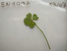 VERITABLE TREFLE 5 FEUILLES PORTE BONHEUR CHANCE AUX JEUX LOTO