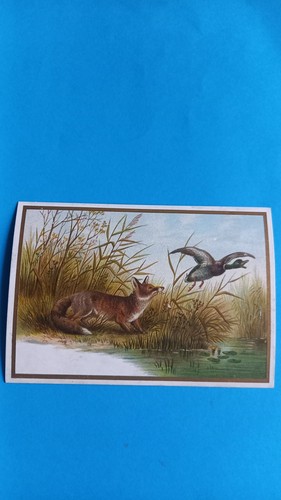 Chromo chasse renard et - chasse,
