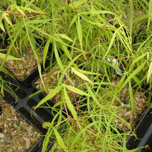 Acer palmatum koto ito - acer,