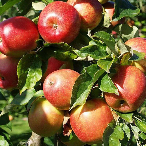 Pommier belle boskoop - pommier, 'belle