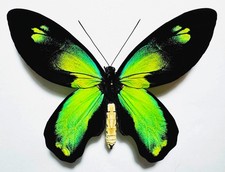 AMAZING BLUEISH ORNITHOPTERA