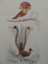 Gravure ancienne Oiseaux
