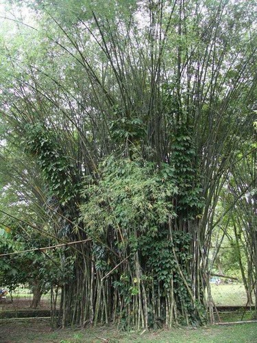Graines bambusa polymorpha - bambusa,