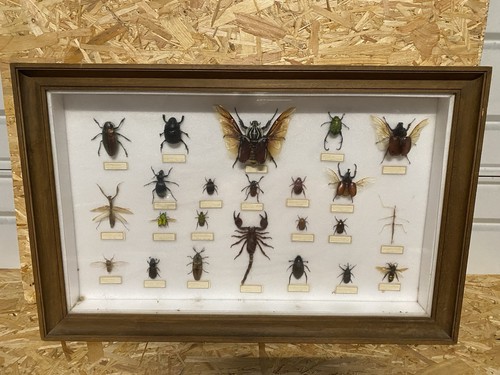 Ancien cadre entomologie - ancien,