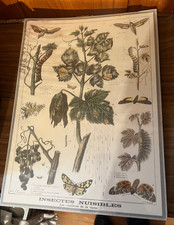 Impression . Insectes