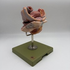 Somso Anatomical MS5 Female
