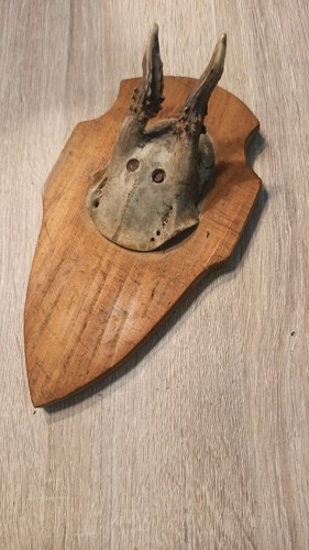 Vintage vrai crâne avec - vintage,