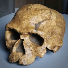 MOULAGE FOSSILE crane Homo sapiens Archaîque Djebel Irhoud 1 skull fossil cast