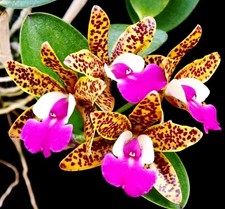 Cattlianthe Lc. Ratsima Spot