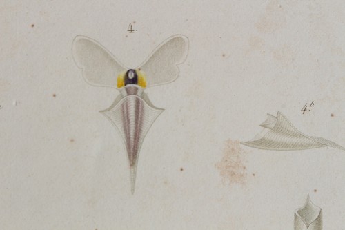 Mollusques gravure règne - gravure,