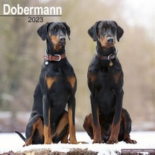 Calendrier 2023 - DOBERMAN