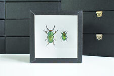 Coléoptères naturalisés : Lamprima adolphinae (Entomologie, insecte, taxidermie)