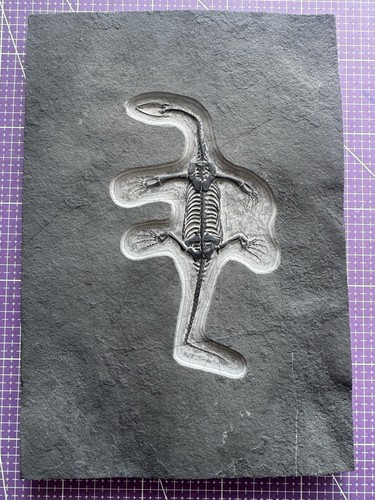 Reptile marin fossile - reptile, marin-🦎fossile