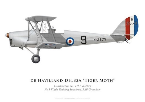 Print tiger moth - print, moth,