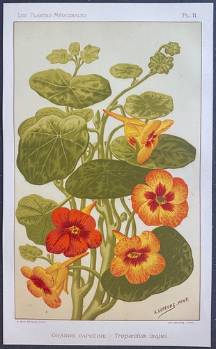 Plantes médicinales grande - médicinales,