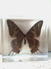 PAPILLON URANIA INCORPORÉ DANS RÉSINE ÉPOXY TRANSLUCIDE.Entomologie Lépidoptère