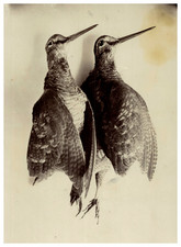 Étude d'Animaux, Nature Morte