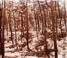 FRANCE Arcachon Forêt Pins Arbres c1920 Photo Stereo Plaque verre V25L23n