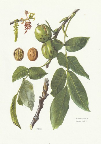 Planche histoire naturelle - 22,
