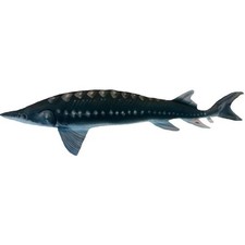 COUSSIN PELUCHE POISSON