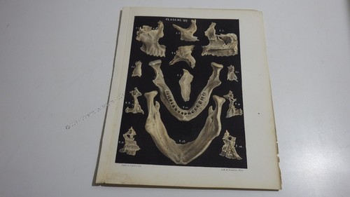 1850 lithographie couleur - 1850.lithographie,
