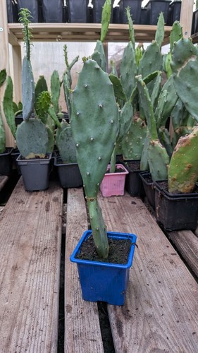 Plants figuier barbarie - plants, de