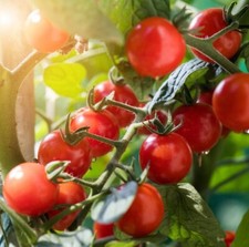 50 Graines - Tomate Groseille