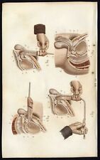 Cabinet de curiosité planche