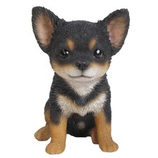PT CHIHUAHUA PUPPY