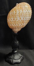 Cabinet de Curiosités coquillage tonna perdix sur socle