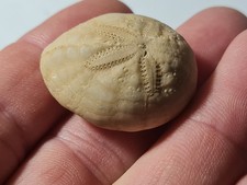 Oursins fossiles : Eupatagus