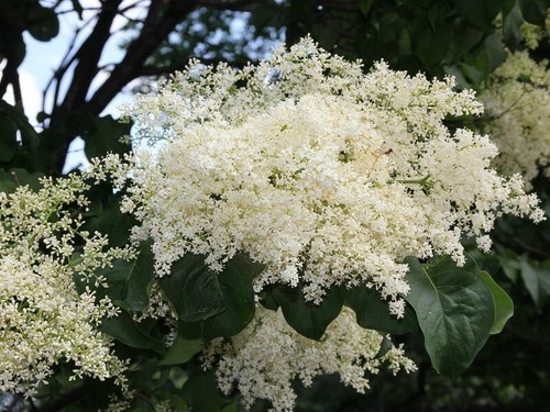 Graines lilas tardif - lilas,