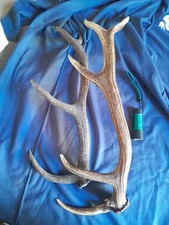  PAIRE BOIS DE CERF 12 CORS DE
