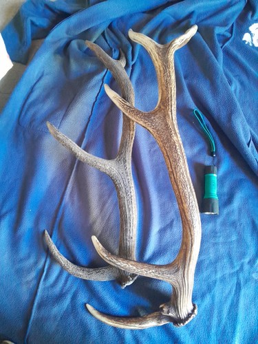 Paire bois cerf cors de - cerf,