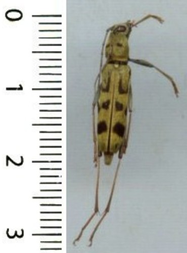 Cerambycidae rhaphuma - cerambycidae,