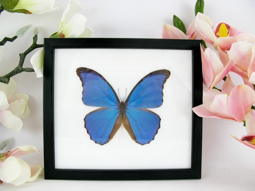 Morpho didius taxidermie - morpho,