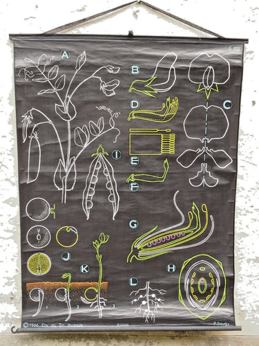 Ancienne affiche scolaire - , dr