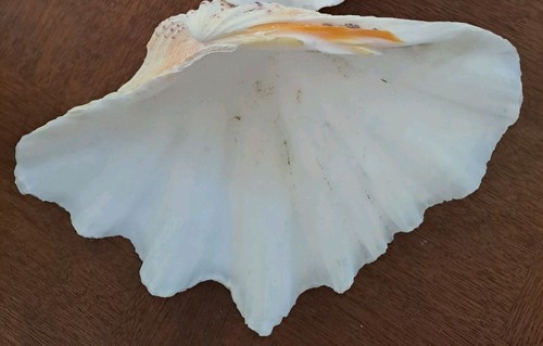 Ancien coquillage bénitier - coquillage, l