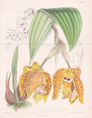 Stanhopea costaricensis costa - stanhopea,