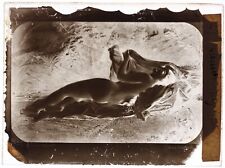 Photographie d’une gravure c1860 Plaque de verre NEGATIVE au Collodion P30n21n30