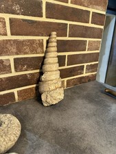 cérithe geant fossile du