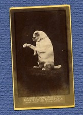 CDV.MAGNIFQUECHIEN REGARDANT