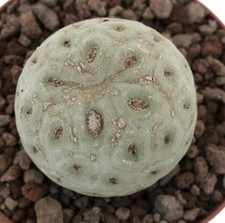 Tephrocactus geometricus ONE