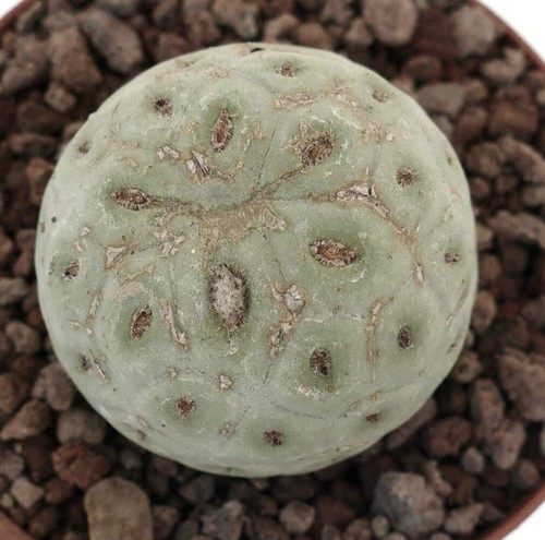 Tephrocactus geometricus one - tephrocactus,