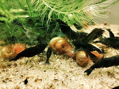 Crevettes green jade - green,