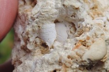 Dromiopsis & Galathea crabe